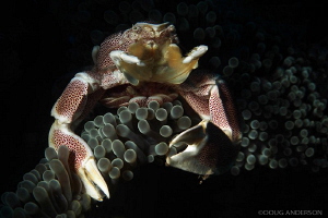 Porcelain Crab, Amed by Doug Anderson 
